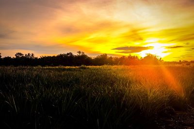 Scenic view of field against sky at sunset