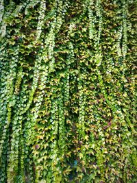 Full frame shot of fern in forest