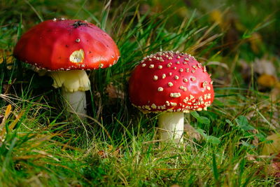 Close-up of mushroom growing on field