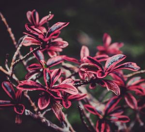 Close-up of pink flowers