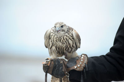 Low angle view of owl perching on hand against sky