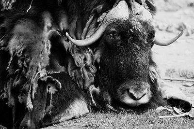 Cows in a field