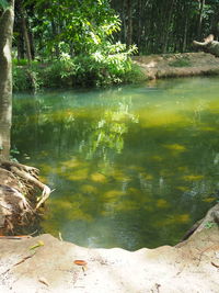 Scenic view of lake in forest