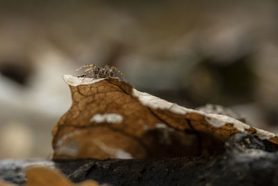 Close-up of rock