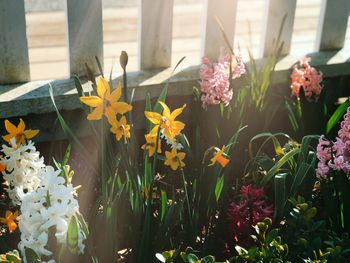 Close-up of flowering plants