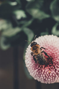 Close-up of butterfly pollinating on flower