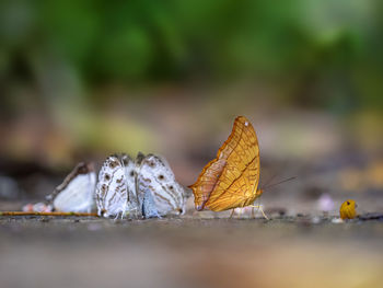 Surface level of butterflies on ground