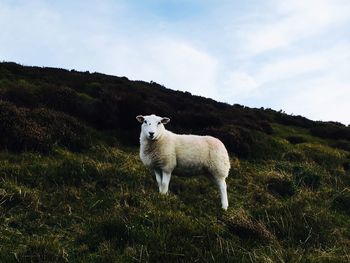 Sheep standing in a field