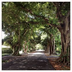 Road passing through forest