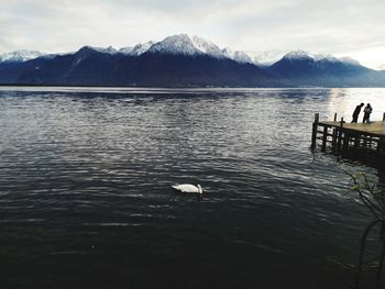 View of ducks swimming in lake