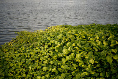 High angle view of flowers floating on lake