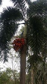 Low angle view of palm tree against sky