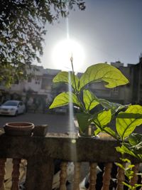 Leaves on tree against sky on sunny day