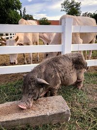 View of an animal on field