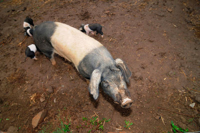 Pigs in free range husbandry, animal welfare in pig farming