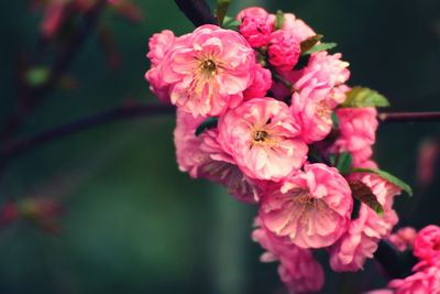 Close-up of pink flowers