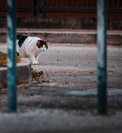 View of a cat