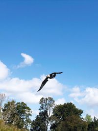 Low angle view of bird flying in sky