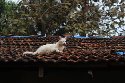 Cat sitting on tree