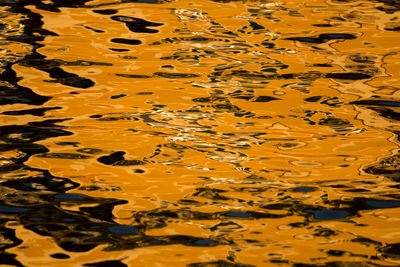 High angle view of yellow flowering plant by lake