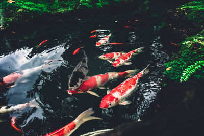 High angle view of koi carps swimming in pond