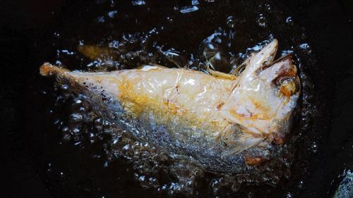 Close-up of fish swimming in sea