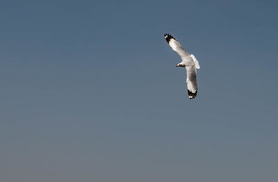 Seagull flying high on the wind. flying seagull. seagull flying on the beautiful blue sky and cloud