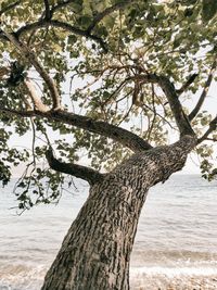 Tree trunk by sea against sky