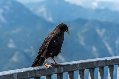 Bird perching on railing against sky