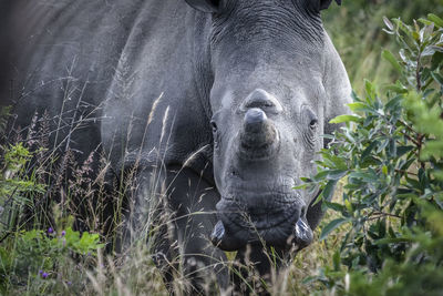 Close-up of awhite rhinoceros on field