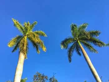 Low angle view of palm tree against clear blue sky