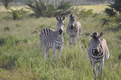 Zebra and zebras in forest