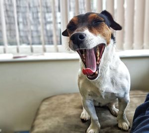 Close-up of dog yawning while sitting on bed by window