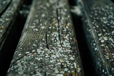 Close-up of tree trunk