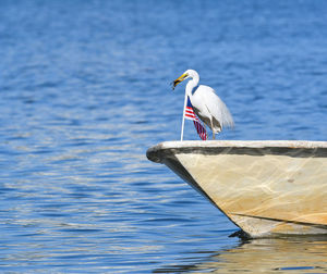 Close-up of pelican perching on sea