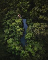 High angle view of trees by plants in forest