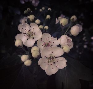 Close-up of white flowers