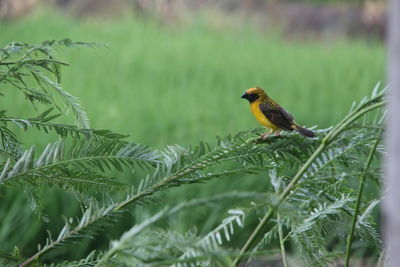 Bird perching on a plant