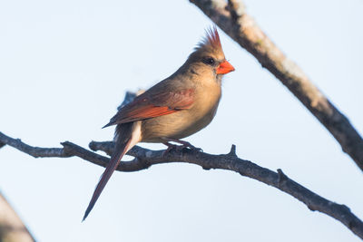 Low angle view of bird perching on branch against sky