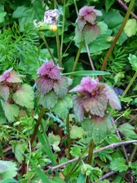 Close-up of pink flowering plants