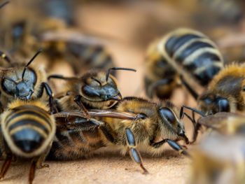 Close-up of bees.