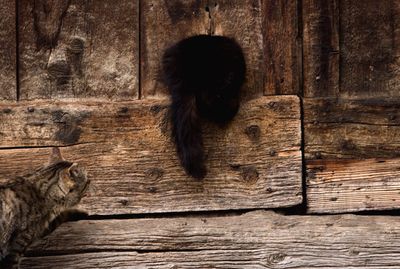 Cat sitting on wooden floor