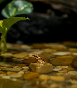 Close-up of frog on rock