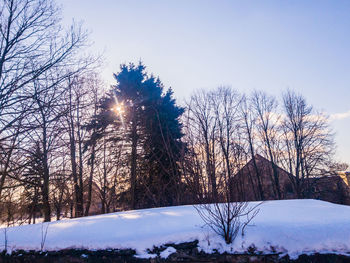 Trees on snow covered landscape against clear sky