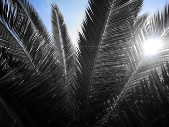 Low angle view of palm tree against sky