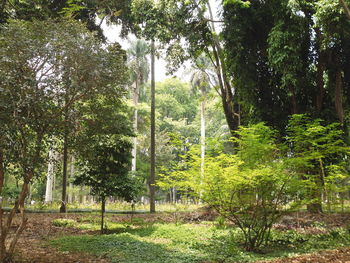 Trees in forest