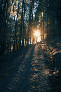 Trees in forest during sunset