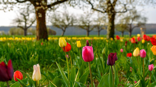 Close-up of red tulips in field