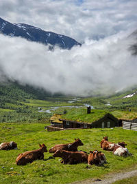 Cows grazing on field