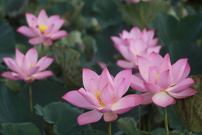 Close-up of pink lotus flowering plants